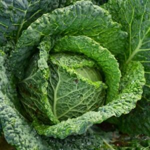 Cabbages
