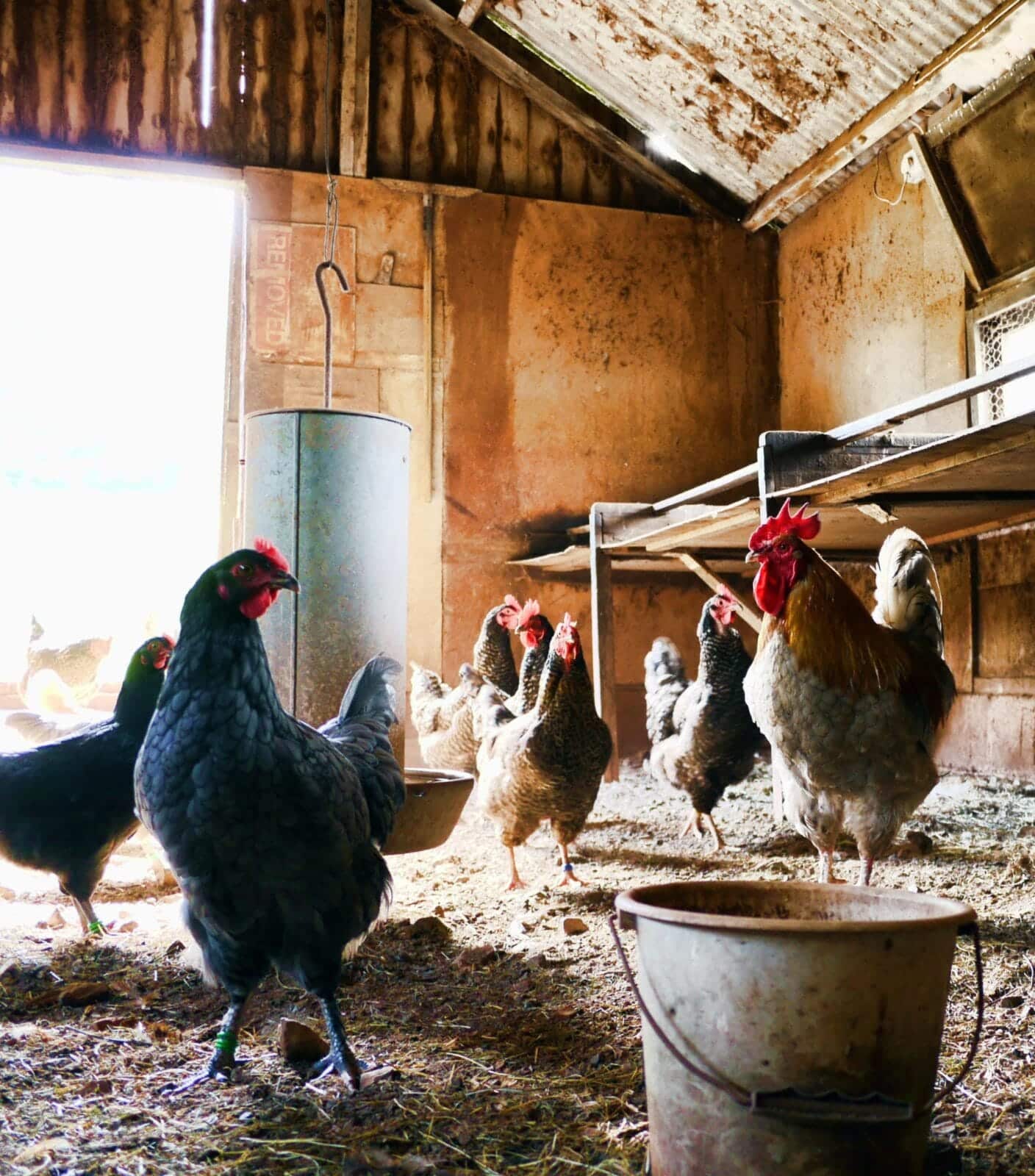 Selling Eggs Online in the UK: A Guide for Smallholdings