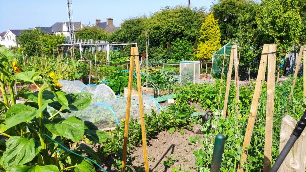 Allotment